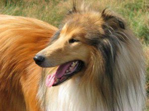 „Lassie“ startet im Kino: Deutscher Tierschutzbund warnt vor unüberlegter Anschaffung von Collies