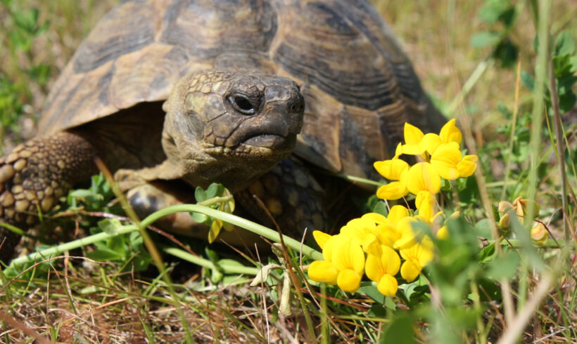 Welt-Schildkröten-Tag am 23.05.