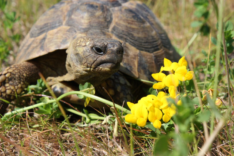 Welt-Schildkröten-Tag am 23.05.