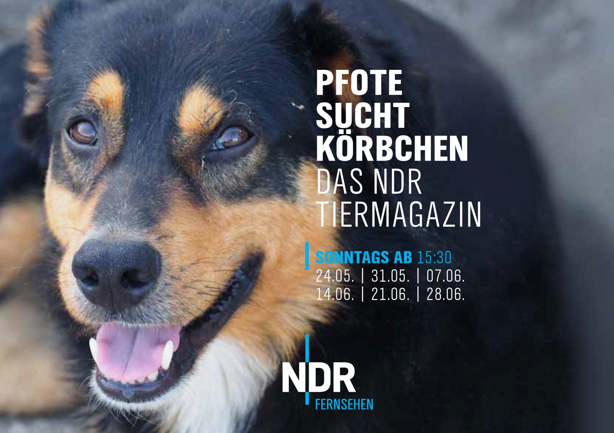Er sucht sie gifhorn