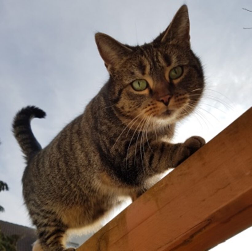 Katze aus Isenbüttel Katze aus Isenbüttel