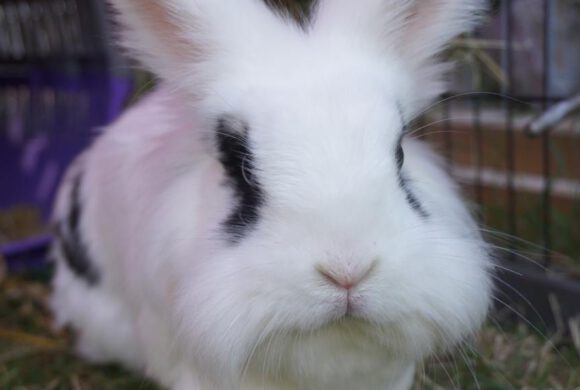 Kaninchen Oskar sucht eine neue Partnerin – gefunden –