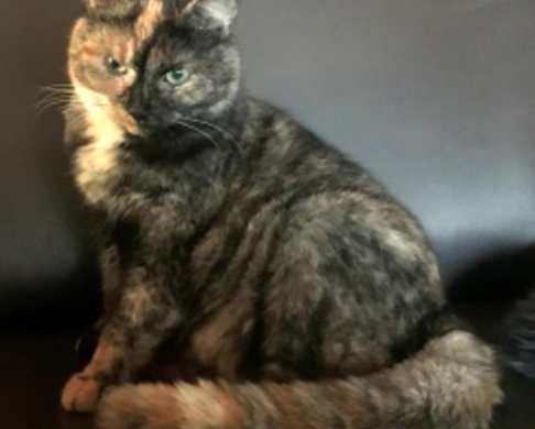 Luna Malu aus Sassenburg Luna Malu aus Sassenburg