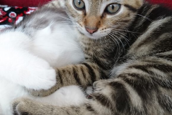 Tiger aus Gifhorn Tiger aus Gifhorn