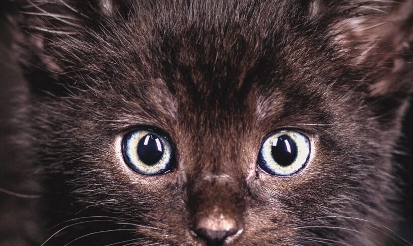 Brich-einen-Aberglauben-Tag (13.9.) Deutscher Tierschutzbund bricht Lanze für schwarze Katzen