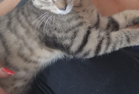 junge Katze aus Gifhorn junge Katze aus Gifhorn