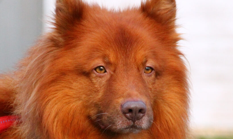 Thorin