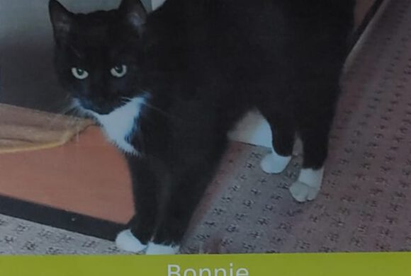 Katze Bonnie in Ummern vermisst!
