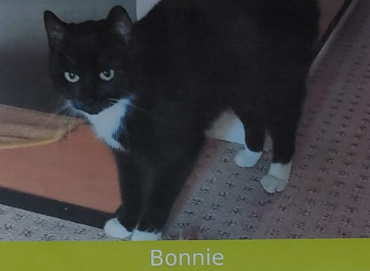 Katze Bonnie wird in Ummern vermisst!