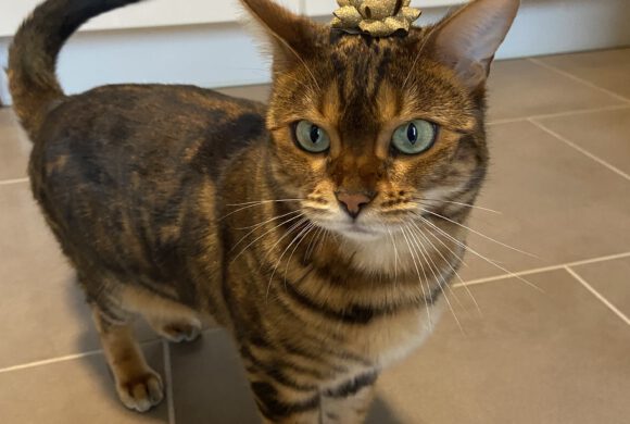 Katze Lucy in Gifhorn/ Gamsen vermisst!