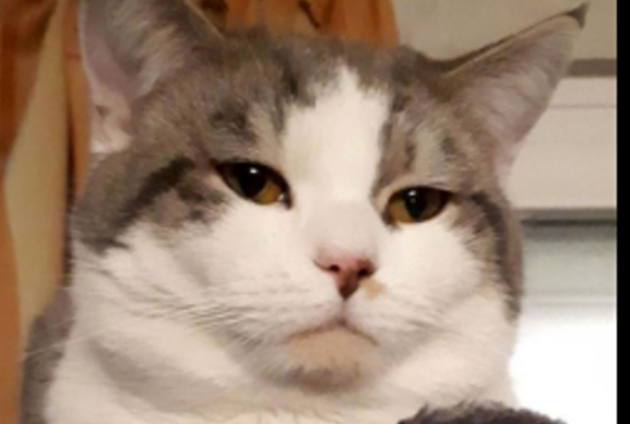 Felix in Sassenburg vermisst!