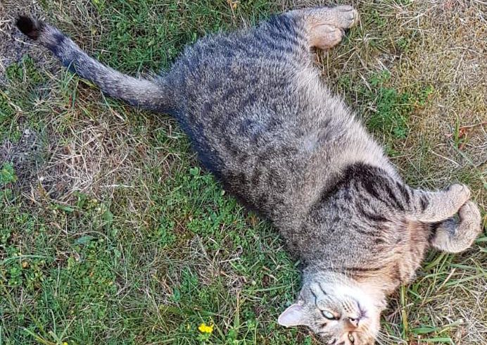 Katze Elfriede in Neudorf-Platendorf vermisst!