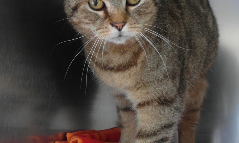 Kater in Wilsche gefunden
