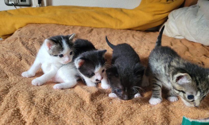 Peach, Luigi, Yoshi und Mario (alle reserviert)