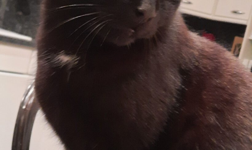 Kater Brayn in Wesendorf entlaufen