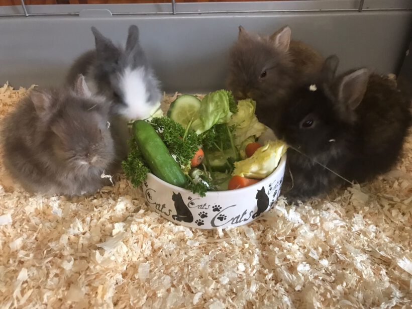 4 Kaninchenkinder