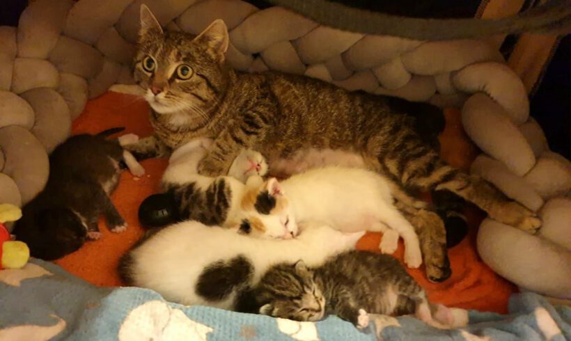 Struppi, Manu, Lucky und Köpfchen