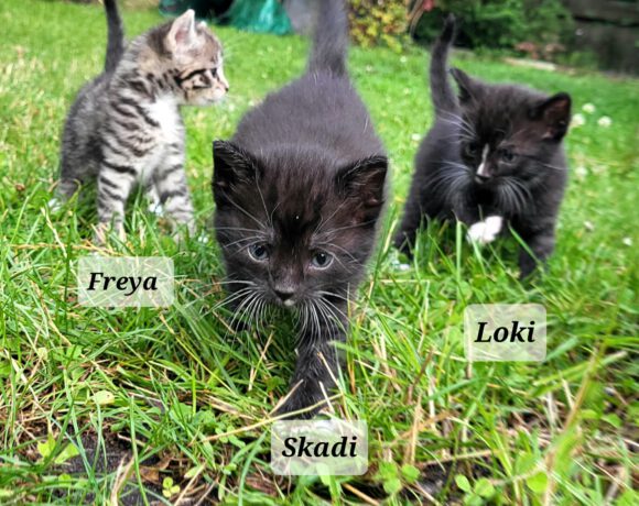 Loki, Freya und Skadi