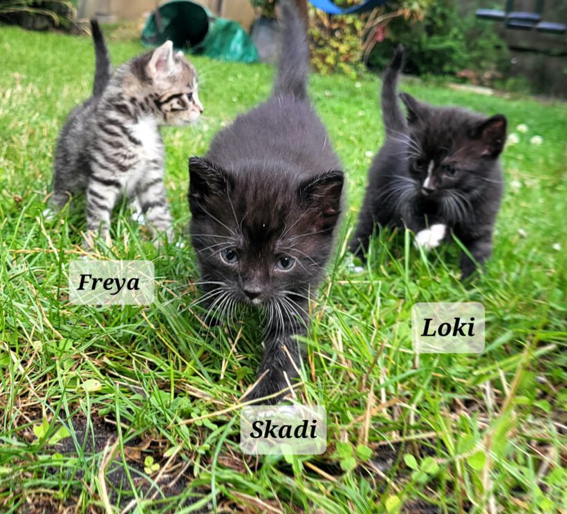 Loki, Freya und Skadi