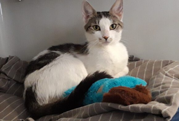Katze in Rötgesbüttel gefunden