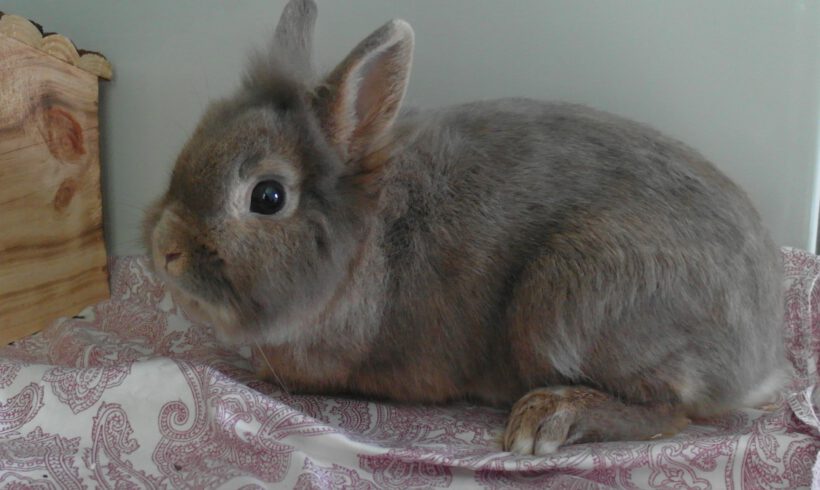 Kaninchen in Gifhorn gefunden