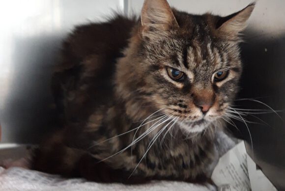 Katze in Betzhorn gefunden