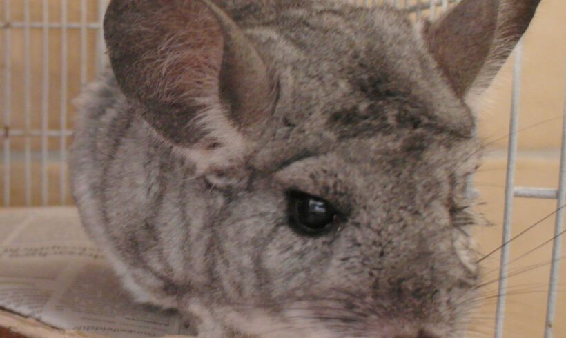 Chinchilla Gerda