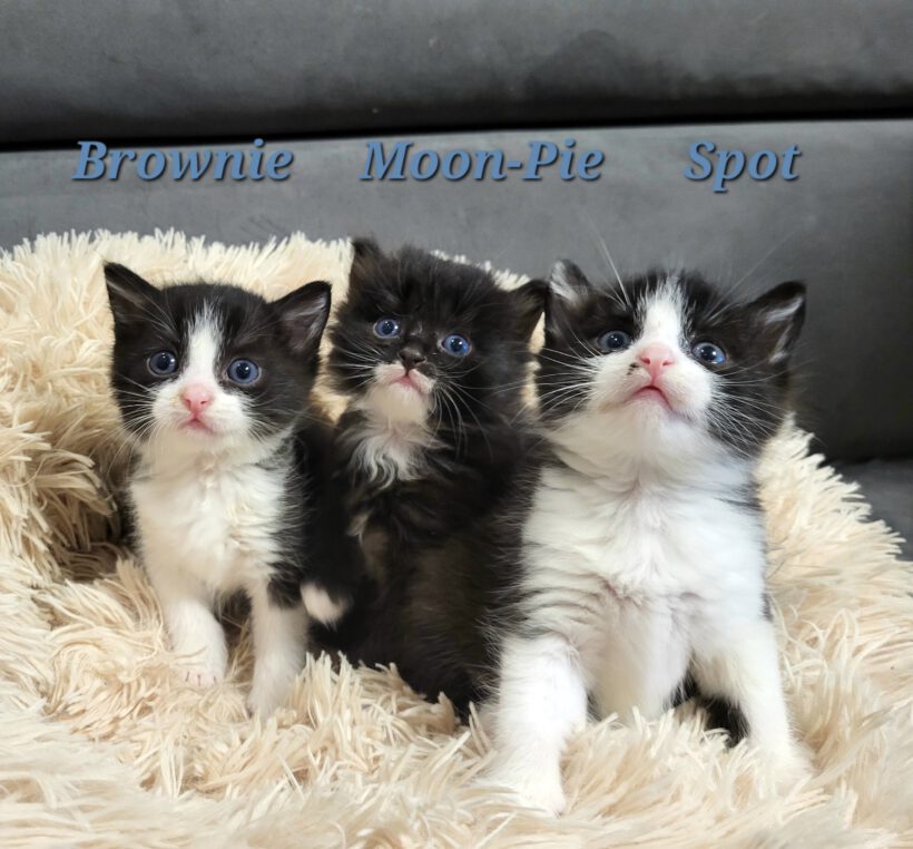 Moon–Pie, Spot und Brownie