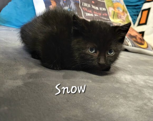 Snow und Minka