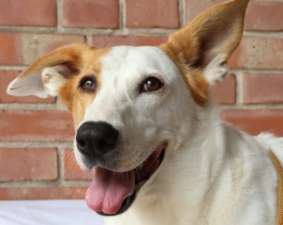 Duke