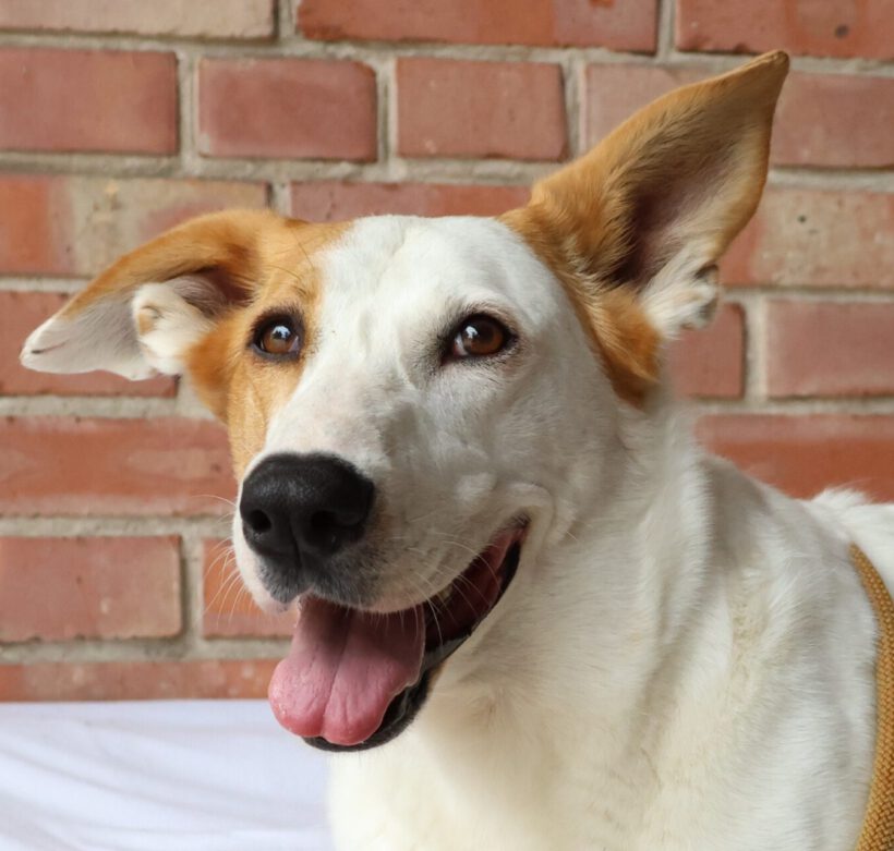 Duke