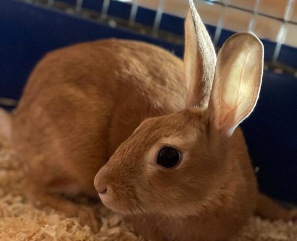 Hazel