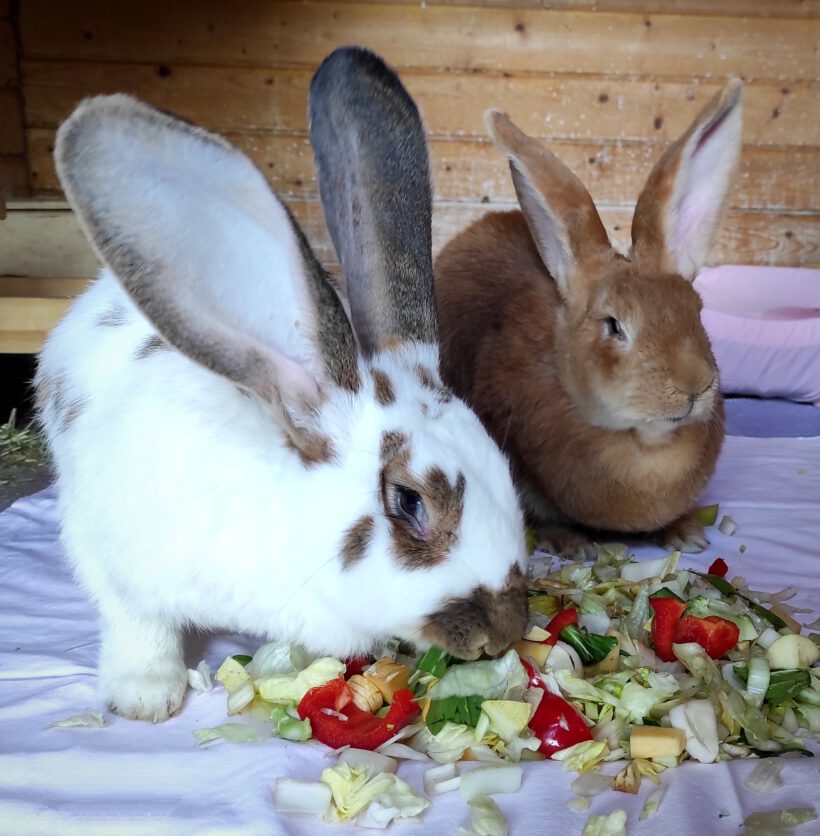 Kaninchen