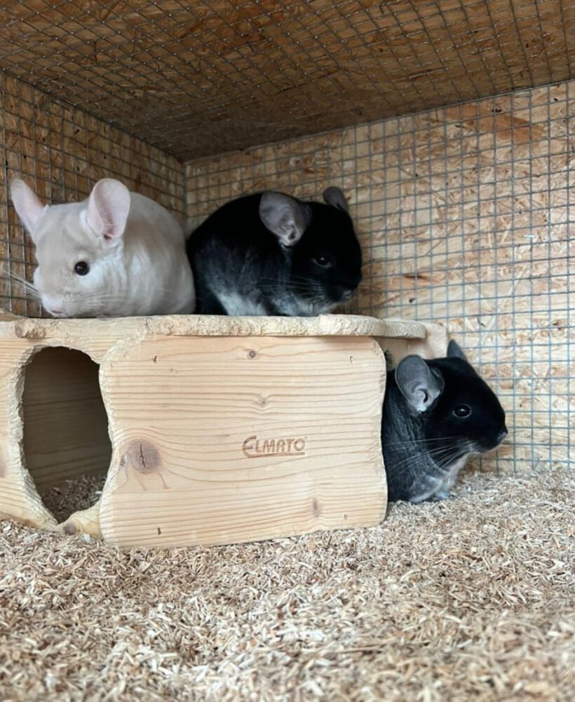 3 Chinchilla-Böckchen