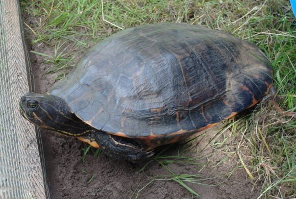 Wasserschildkröte in Gifhorn gefunden