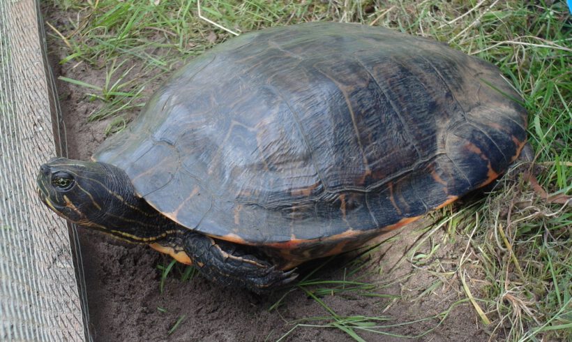 Wasserschildkröte in Gifhorn gefunden