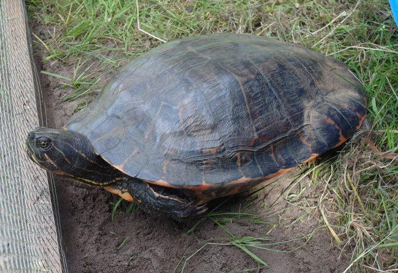 Wasserschildkröte in Gifhorn gefunden