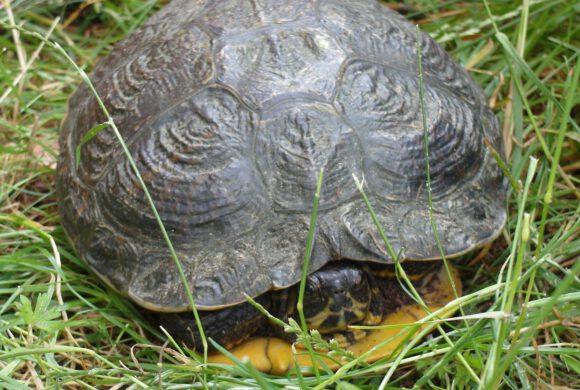 Wasserschildkröte in Ribbesbüttel gefunden