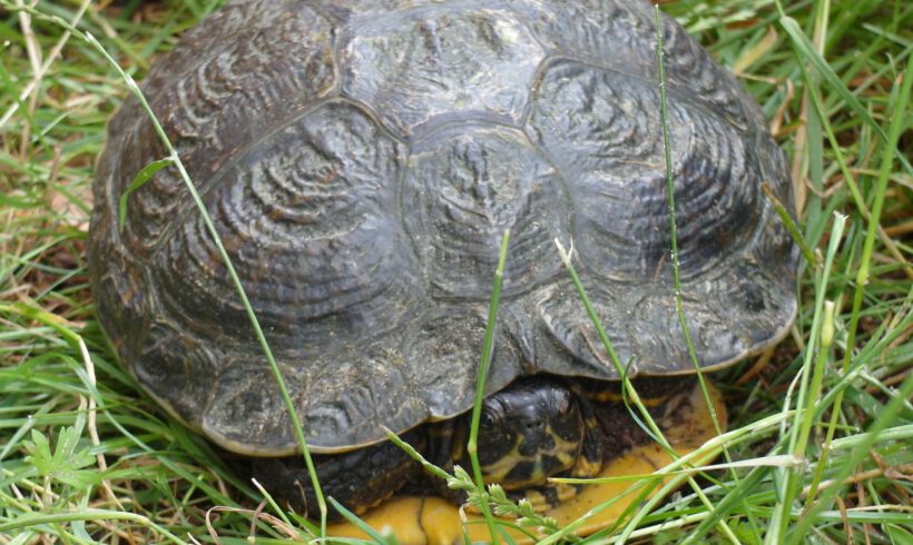 Wasserschildkröte in Ribbesbüttel gefunden