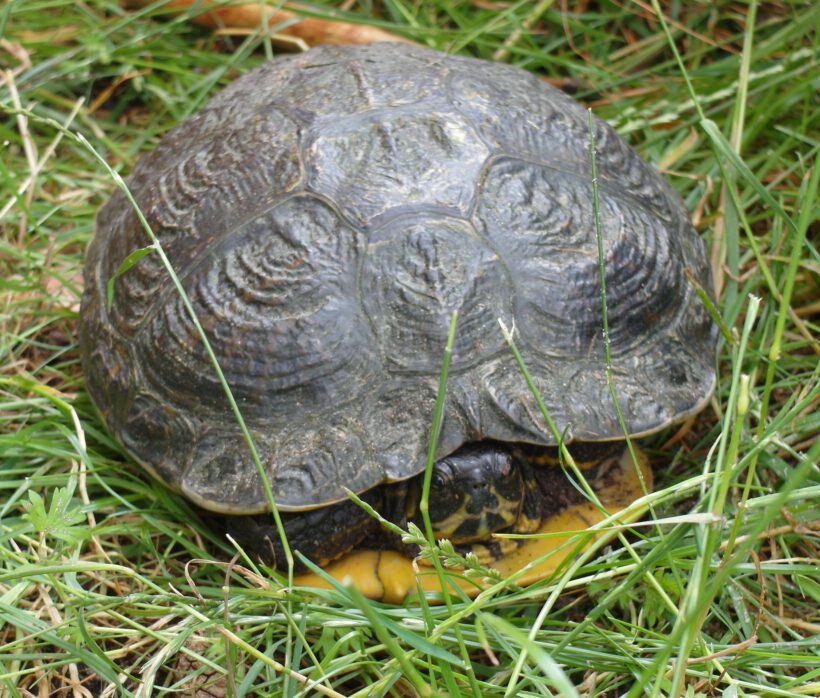 Wasserschildkröte in Ribbesbüttel gefunden