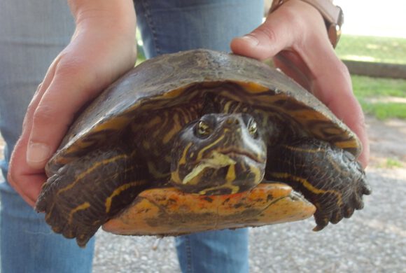 Wasserschildkröte in Vollbüttel gefunden