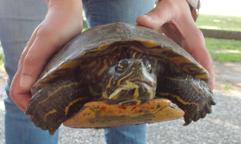 Wasserschildkröte in Vollbüttel gefunden