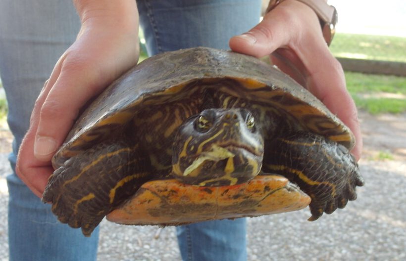 Wasserschildkröte in Vollbüttel gefunden