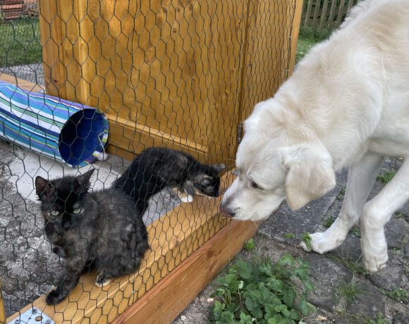 Ludwig, Philippa, Amalia und Loretta