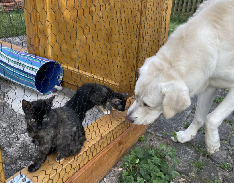 Ludwig, Philippa, Amalia und Loretta