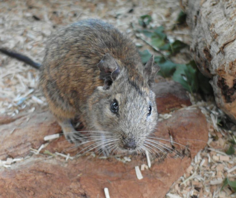 Degus