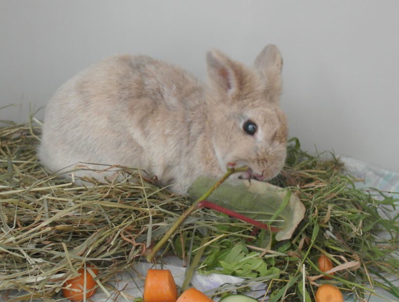 Kaninchen in Triangel gefunden