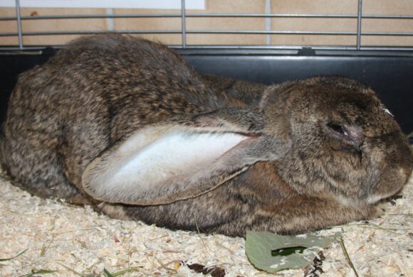 Kaninchen in Gifhorn gefunden