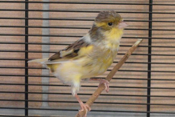 Kanarienvogel in Gifhorn gefunden