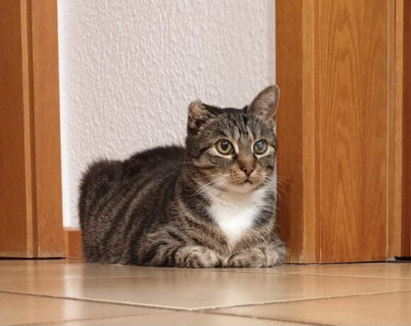 Willi, 14 Jahre